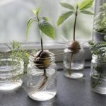 Pépins, noyaux, bouture : fabriquer ses propres plantes à la maison facilement