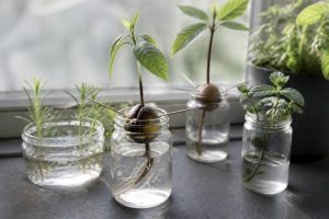 Pépins, noyaux, bouture : fabriquer ses propres plantes à la maison facilement