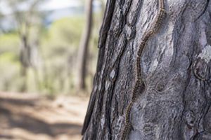 Tout savoir sur les chenilles processionnaires : reconnaître et se protéger